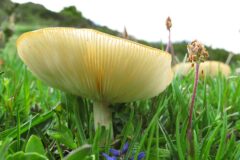 08-11 - ein moderner Pilz 